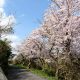 頭島の桜並木