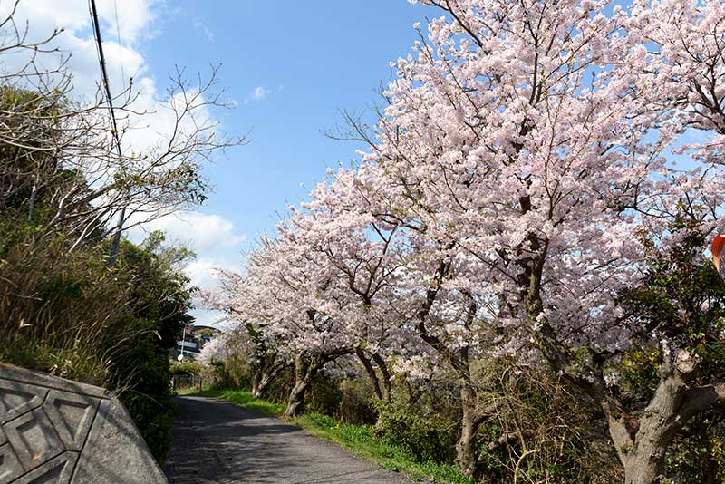 頭島の桜並木