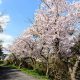 頭島の桜並木