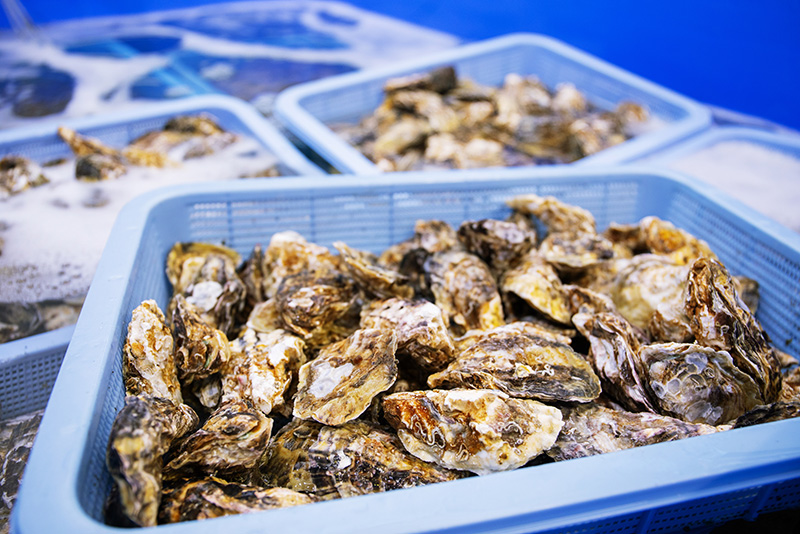 有限会社丸共水産