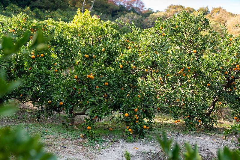 ひよこミカン☆山盛り 極選]山北みかん 約5kg【送料無料】 - 北浜商店-はまきた珈琲/くだもの